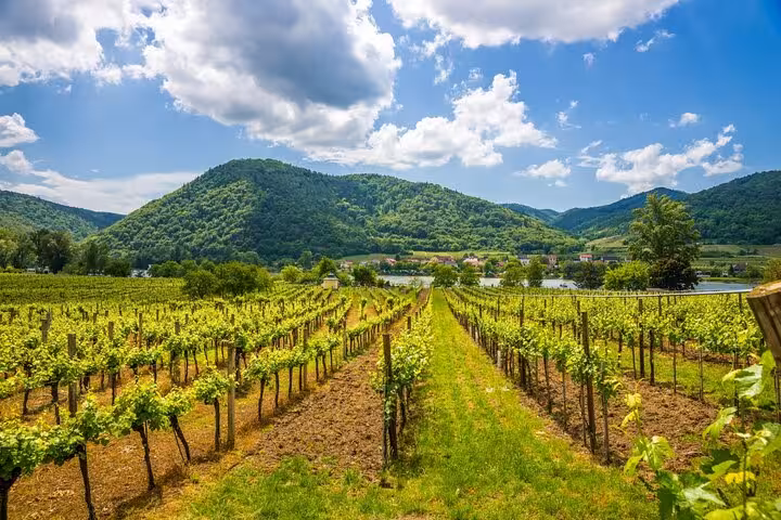 Wachau Valley vineyard rows with Danube River and green hills, scenic stop on Vienna day trip tour