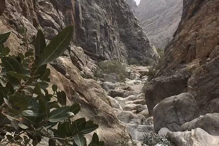 Dramatic rocky gorge and lush greenery in Wadi Shab, showcasing the hiking trail scenery on a guided day trip from Muscat
