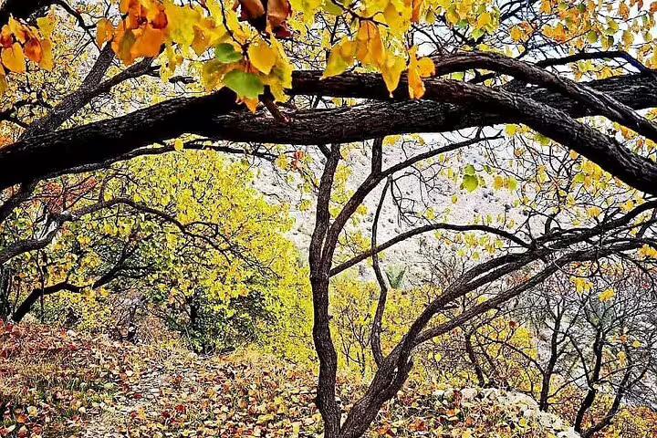 Autumn foliage in Wakan, showcasing vibrant yellow leaves and scenic mountain trails on a private tour.