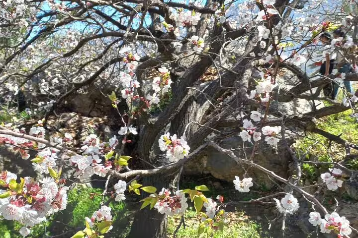 Blooming cherry blossom tree with abundant white flowers and green leaves, highlighting Wakan's springtime allure.