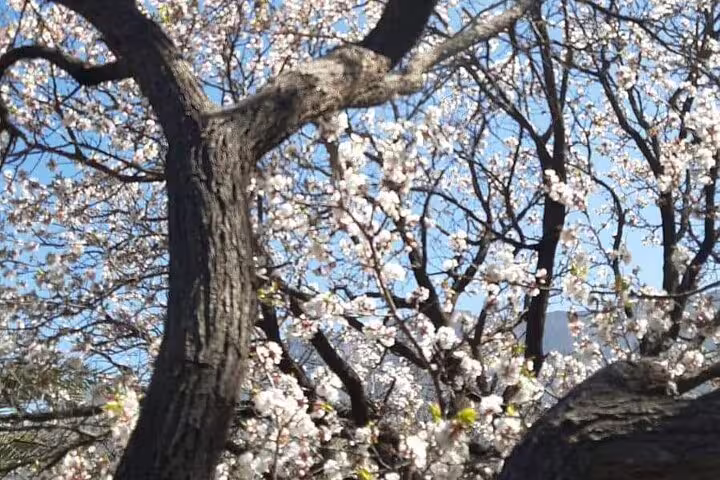 Close-up of vibrant cherry blossoms against a clear blue sky, capturing the natural beauty of Wakan in bloom.