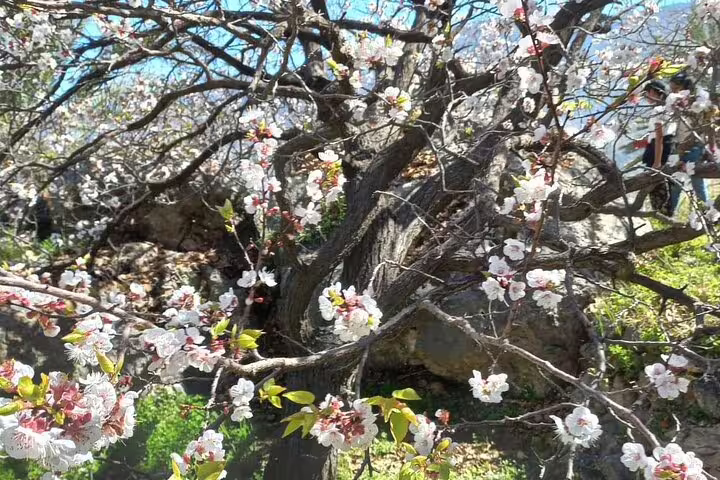 Blooming almond tree with delicate white flowers in Wakan Village, showcasing spring beauty on a private tour.