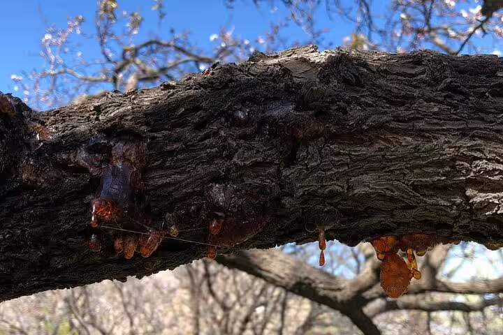 Close-up of tree sap oozing from bark in the natural landscapes of Wakan Village, ideal for nature enthusiasts.