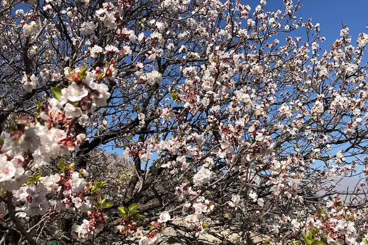 Vibrant white blossoms under a clear blue sky in Wakan, ideal for nature lovers on the 2 Days 1 Night Wakan Private Tour.