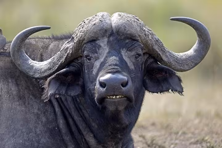Encounter water buffalo on a farm visit, part of the Paestum Temples tour from Sorrento, Italy.