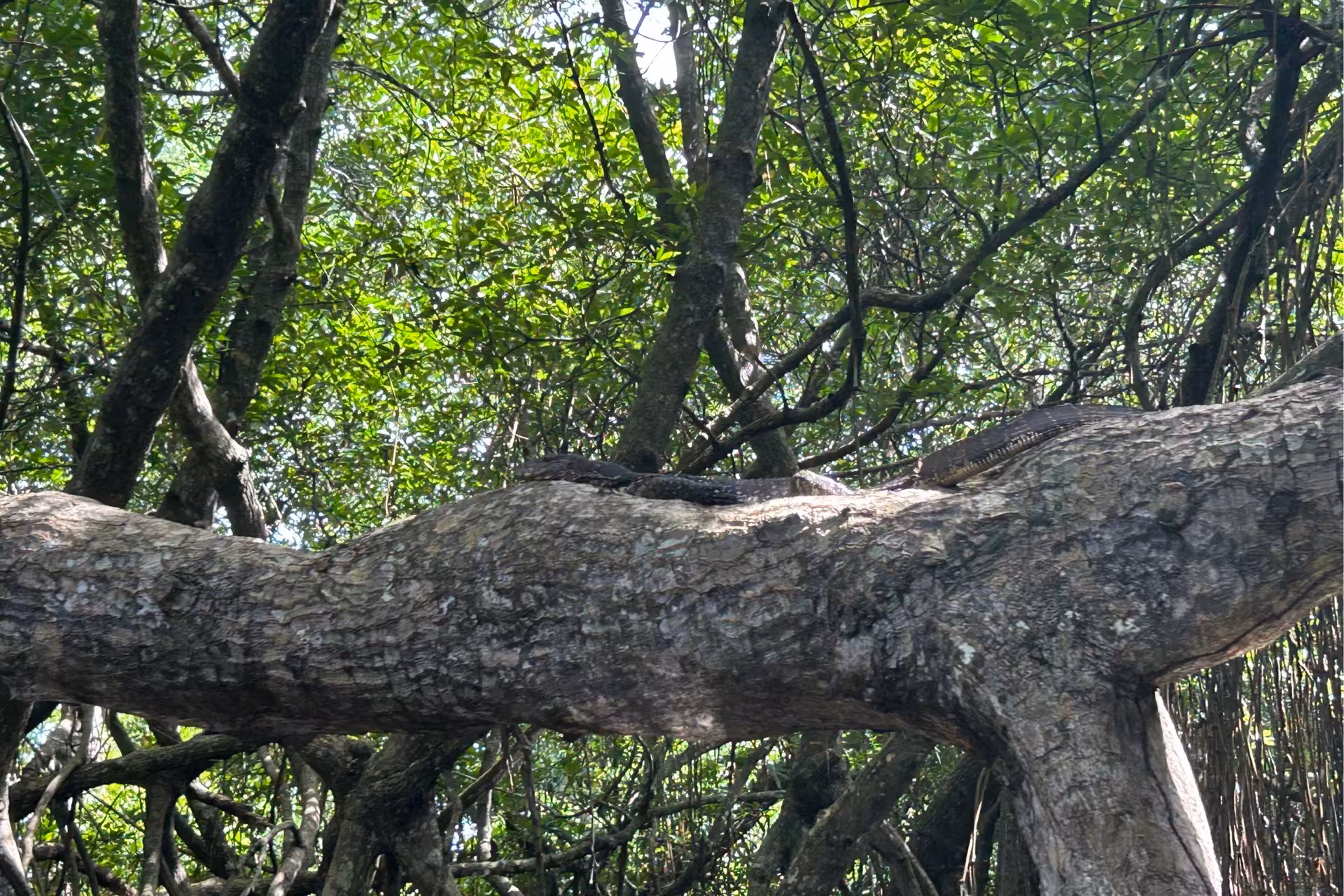 Water monitor lizard resting on mangrove tree during Bentota River Safari, Sri Lanka wildlife boat trip