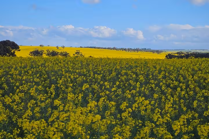 Vast field of blooming yellow canola flowers under a blue sky near Wave Rock, perfect for a scenic day tour.