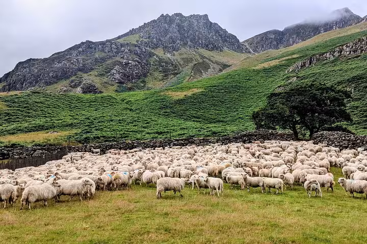 Flock of Welsh sheep grazing below rugged Snowdonia peaks on the Snowdonia & 3 Castles Tour in North Wales