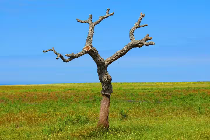 Unique tree silhouette in a vibrant green field under a clear blue sky in the West Coast Natural Park.