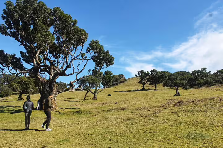 Travelers explore the scenic landscapes of West Madeira on a full day private 4x4 tour with a local guide under clear blue skies.