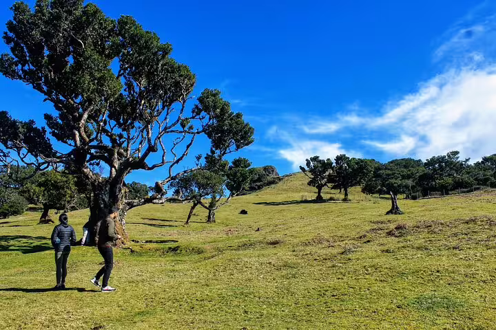 Visitors stroll through a scenic landscape with twisted trees and rolling hills on the West volcanic pools & Unesco 4x4 Tour.