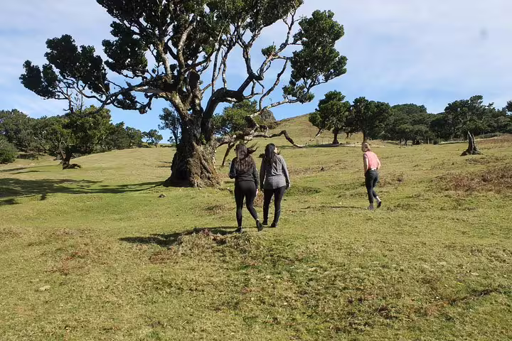 Three hikers trek across lush, open fields towards ancient trees, showcasing the scenic beauty of this UNESCO site.