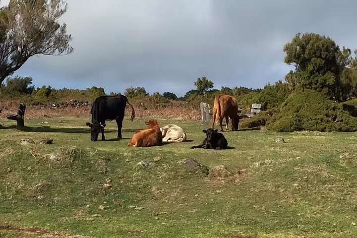 Cows grazing peacefully on a verdant field under a cloudy sky, part of the West volcanic pools & Unesco 4x4 Tour.