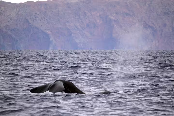 Whale diving in the Atlantic Ocean near Funchal, Madeira, with scenic cliffs in the background during a whale and dolphin watching tour.