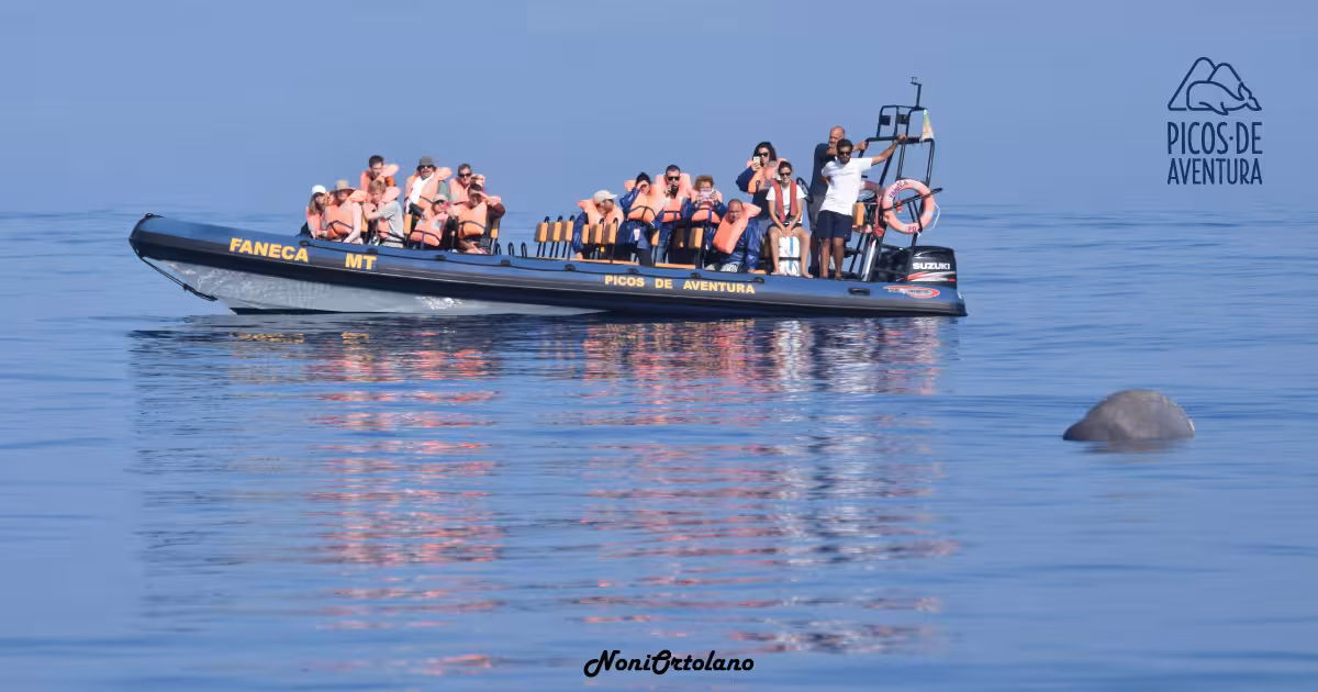 RIB boat whale and dolphin watching in the Azores near Vila Franca do Campo Islet, full-day tour with lunch