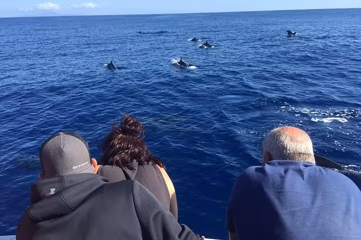 Guests on a boat spot a pod of dolphins during a half-day whale and dolphin watching tour on open ocean