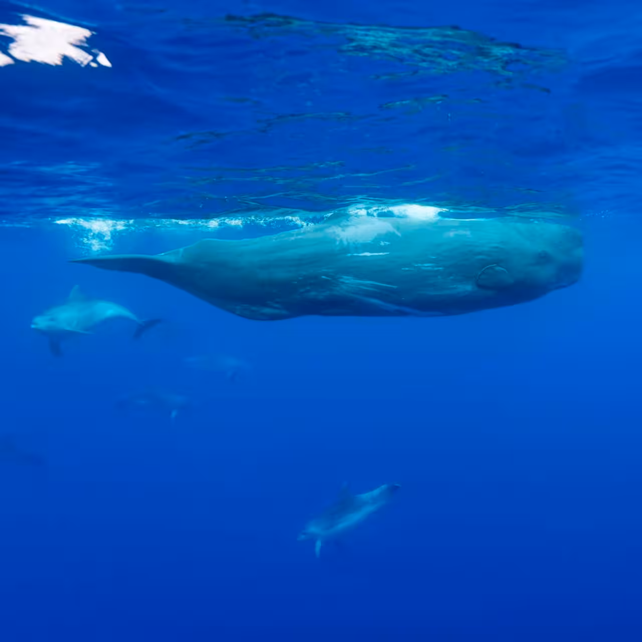 Underwater view of a whale with dolphins nearby during Cabras Islets whale and dolphin watching full-day boat trip