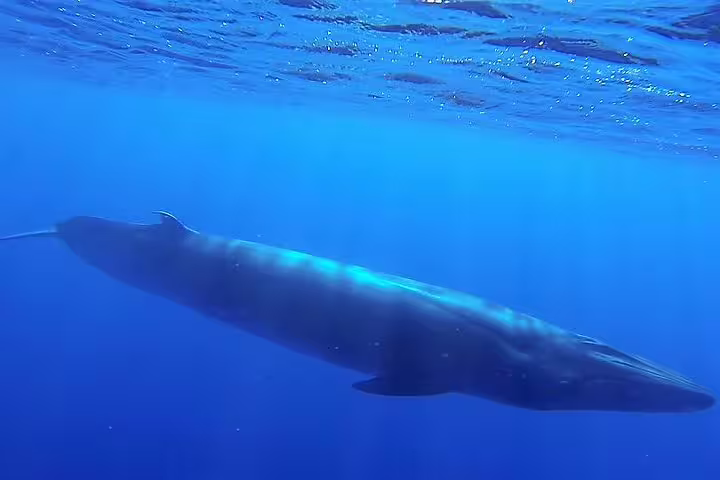Majestic whale gliding underwater in crystal-clear blue ocean during Funchal whale and dolphin watching tour adventure.