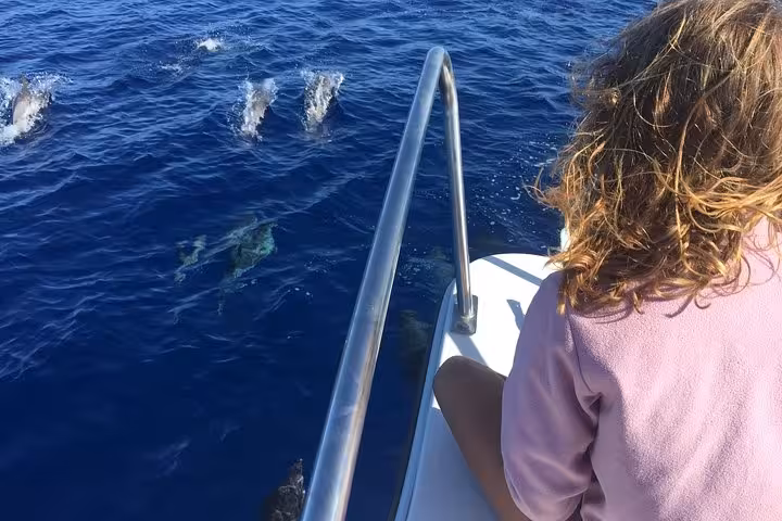 Guests on a half-day whale and dolphin watching tour as dolphins swim alongside the boat in the Atlantic