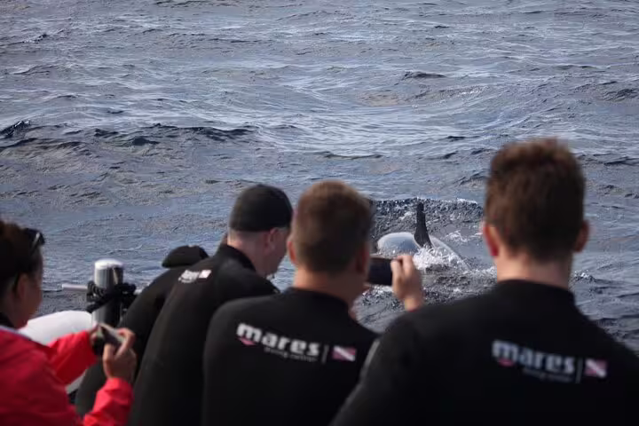 Tourists photograph dolphins surfacing near a boat during a whale and dolphin watching tour in Funchal's serene waters.