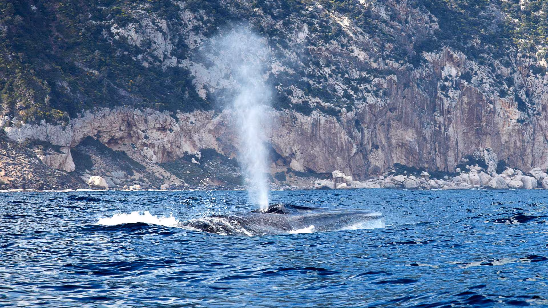 Whale spouting near rocky cliffs on Cala Gonone RIB excursion, perfect for nature enthusiasts and wildlife lovers.