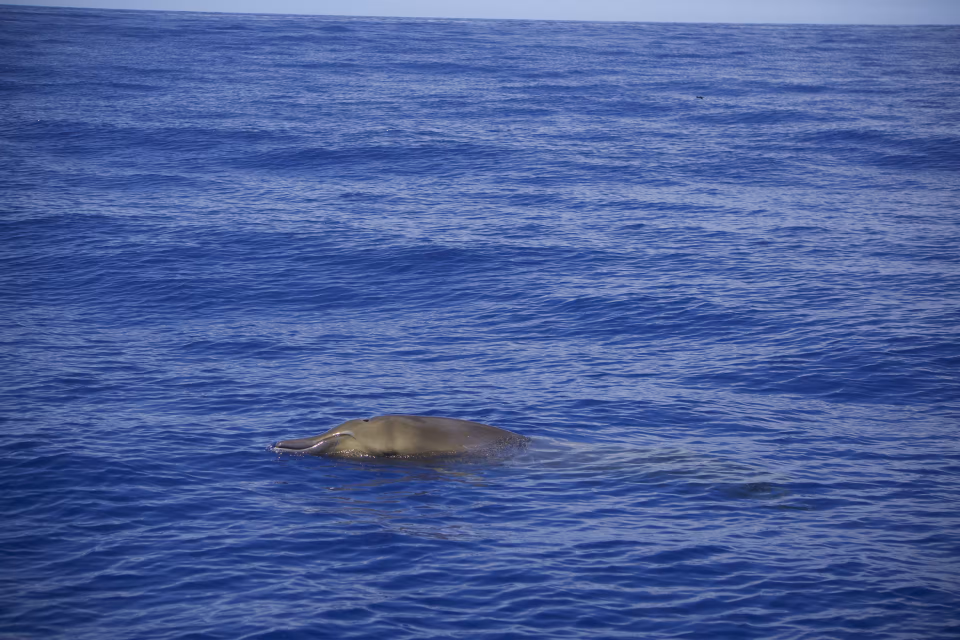 A whale surfaces in the tranquil blue sea, offering a unique opportunity for wildlife viewing on a RIB boat tour.
