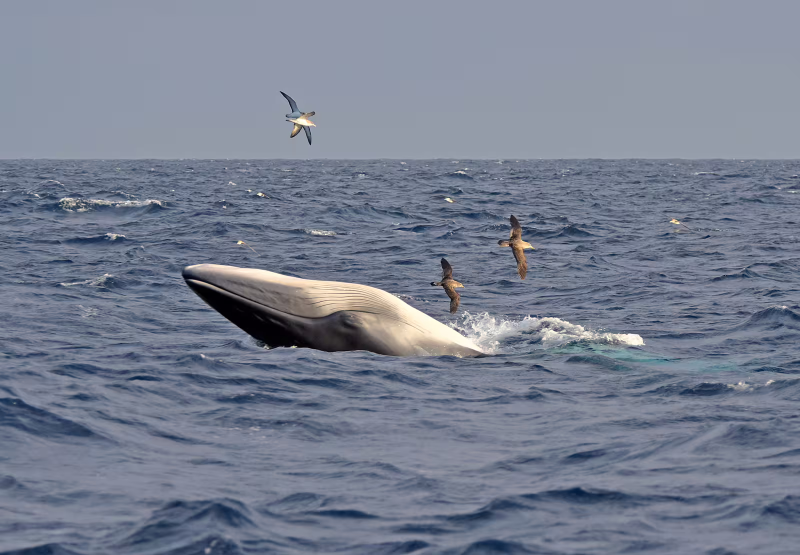Whale surfacing amid seabirds in the vast Atlantic Ocean near Madeira, highlighting thrilling marine wildlife encounters.