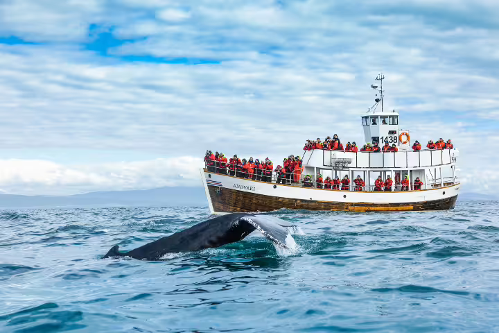 A whale surfaces near a carbon-neutral tour boat filled with people, showcasing an eco-friendly silent whale watching experience.