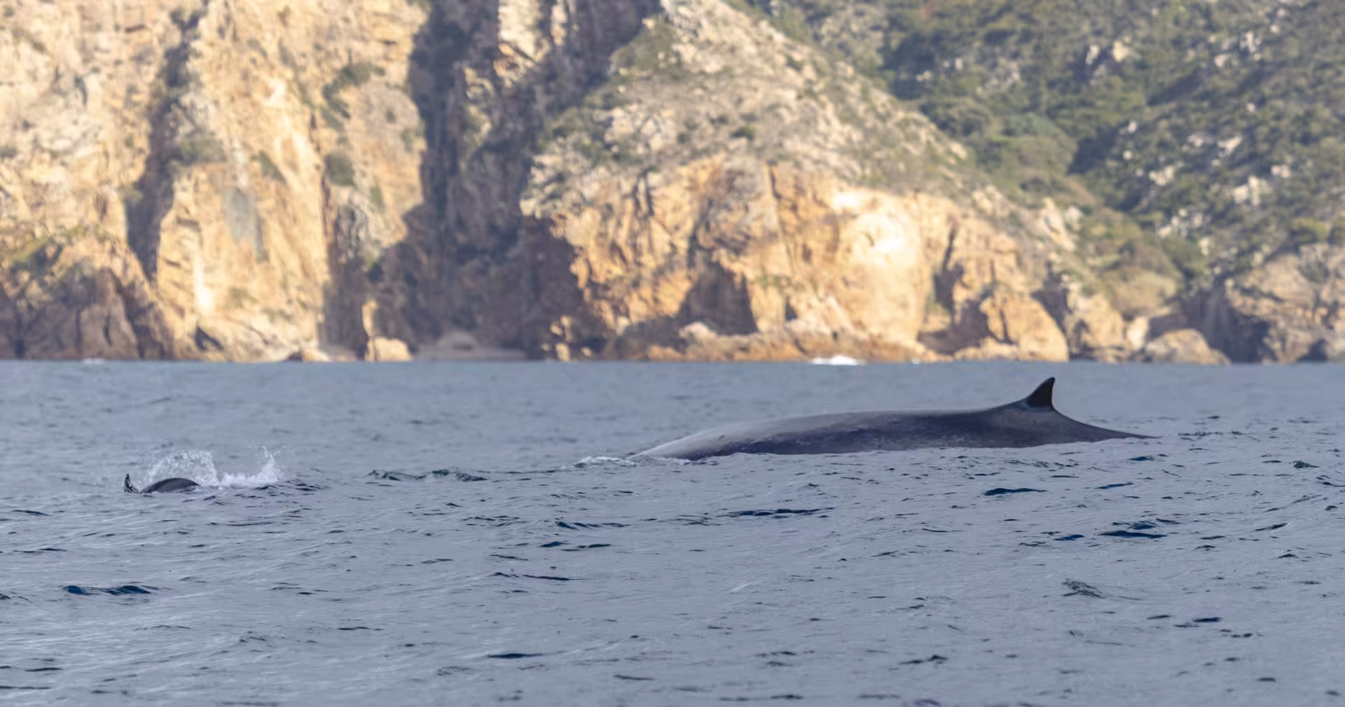 Whale surfacing near rocky coastline on a Lisbon dolphin watching cruise in the Atlantic Ocean, Portugal