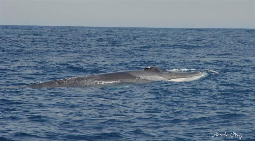 Large whale surfacing in open Atlantic on North Coast whale watching expedition with hotel transportation