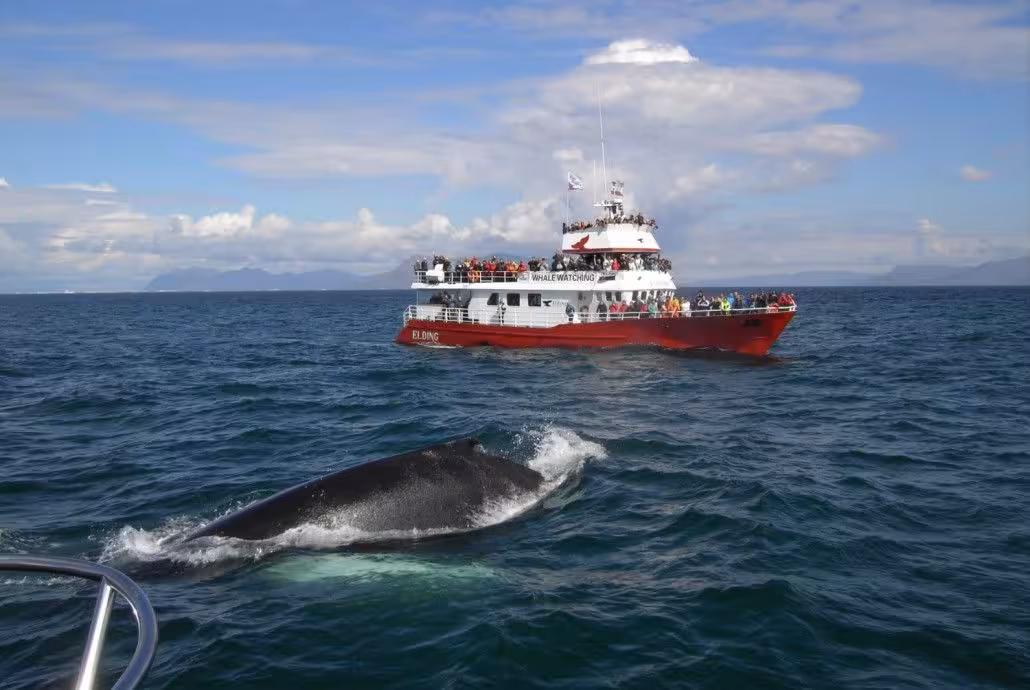 Whale surfacing beside a whale-watching boat on 04B The Sea Horse coastal wildlife cruise tour