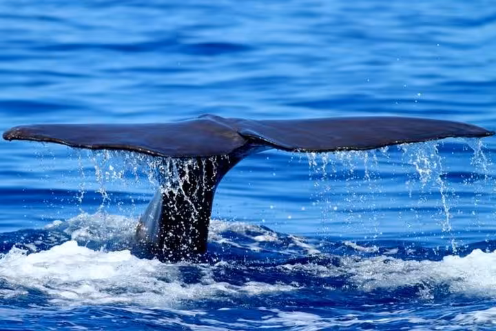 Whale tail fluke splashing in the Atlantic on a half-day whale and dolphin watching boat tour