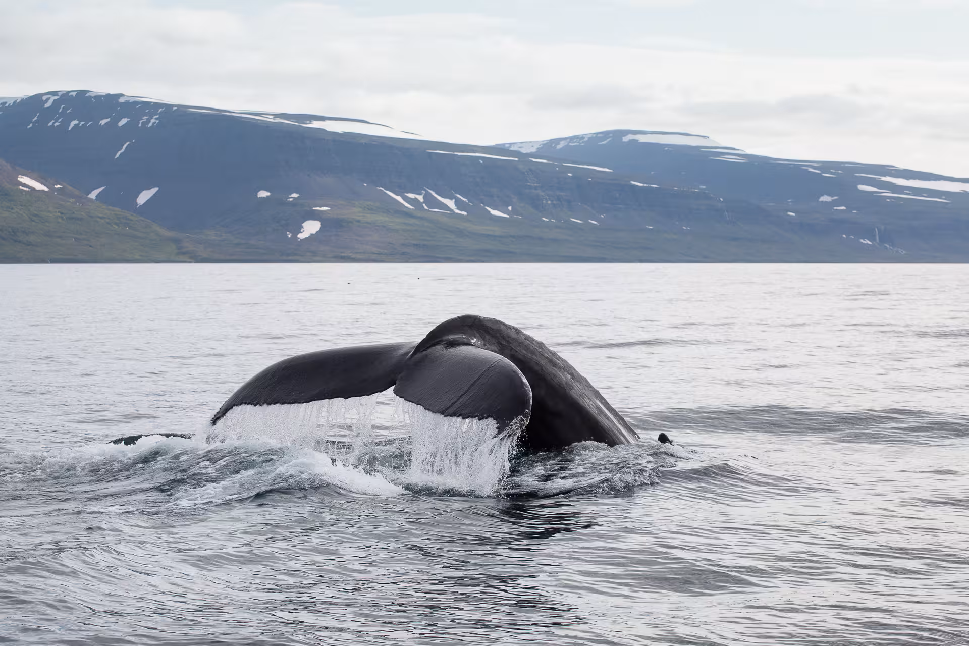 Whale tail fluke diving in Ísafjarðardjúp, Westfjords Iceland whale watching boat excursion