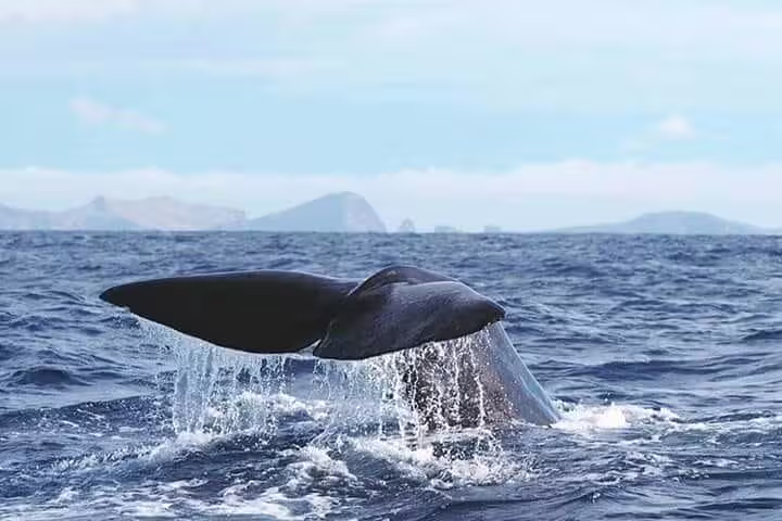 Whale tail splashes in Atlantic waters during Madeira Island sunset catamaran tour, offering a stunning ocean wildlife experience.