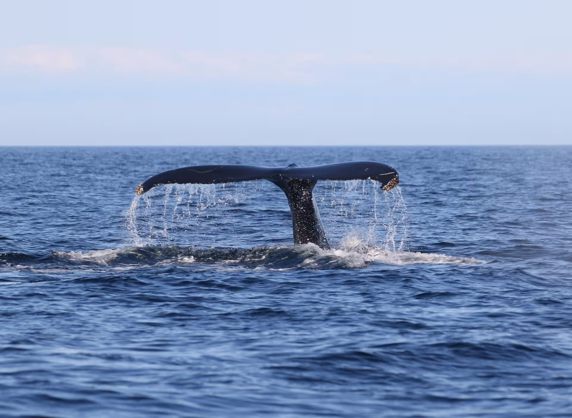 A majestic whale tail emerges from the ocean, showcasing the serene beauty of whale watching by RIB boat.