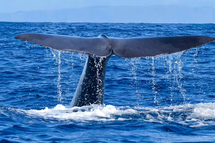 Whale tail splashes in the Atlantic Ocean during a scenic whale and dolphin watching tour from Funchal, Madeira.