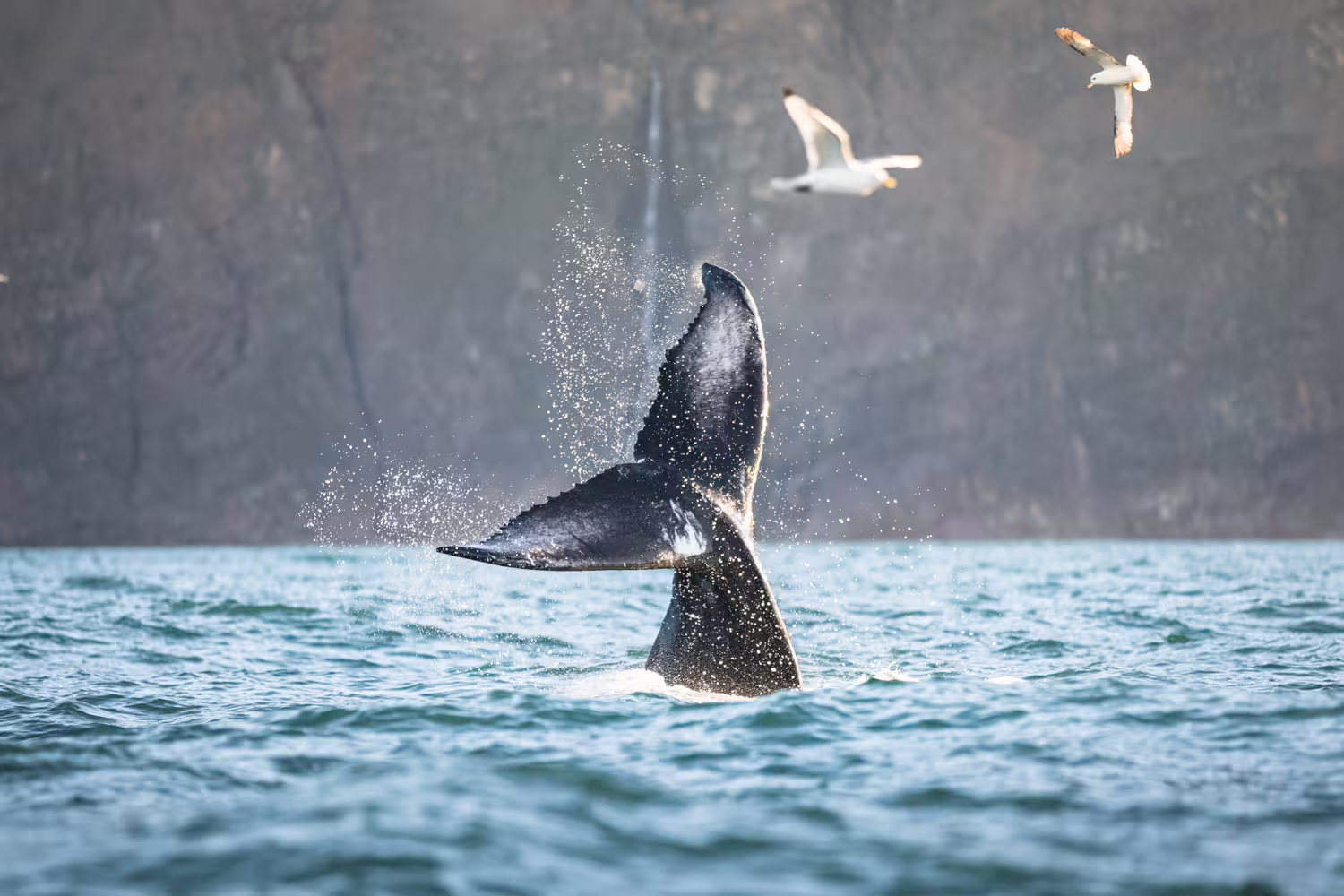 Whale tail splashes in ocean with seabirds flying above, highlighting marine wildlife on "Whales and Puffins" tour adventure.