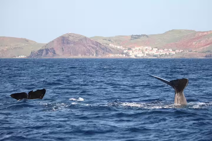 Two whale tails emerge from the ocean near Funchal, showcasing a stunning view of the coastline and ideal whale watching tour.