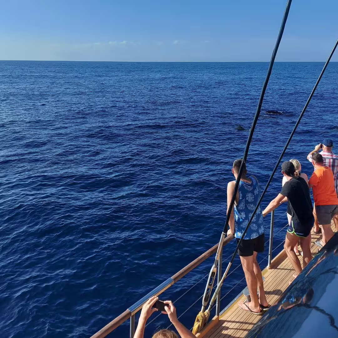Visitors observing dolphins from a catamaran deck on a sunny day in the open sea of Costa Adeje.