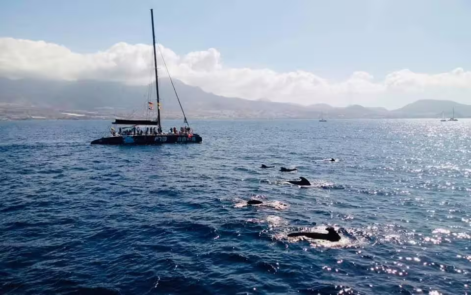 Tourists aboard a catamaran watching dolphins in the sparkling ocean near Costa Adeje with scenic mountain views.