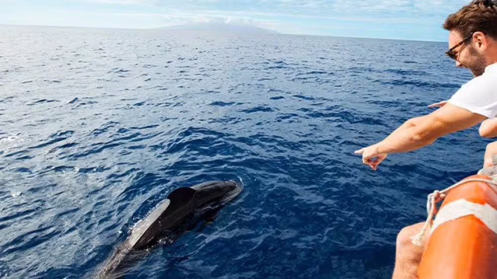 Tourist points at a whale near Costa Adeje, capturing an exciting moment on a whale watching catamaran tour.