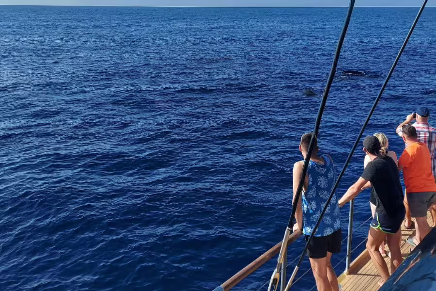 Tourists eagerly watching for whales from a catamaran near Los Gigantes.