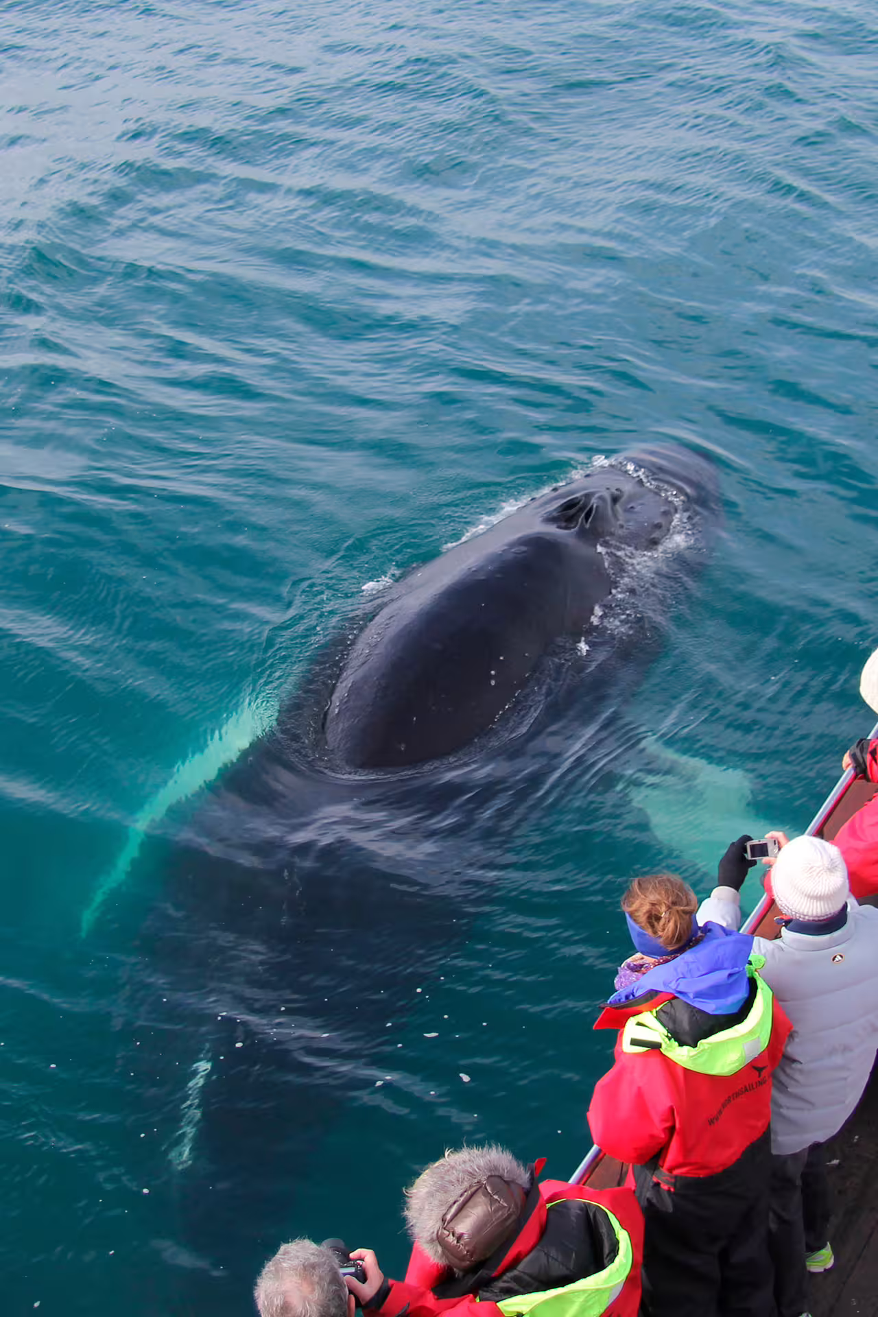 Tourists observe a close-up of a surfacing whale during a whale watching tour in Eyjafjörður, departing from Árskógssandur.