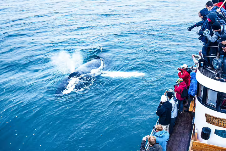 Tourists on a boat eagerly watch a whale spouting water in Eyjafjörður, Iceland, during a thrilling whale watching tour.