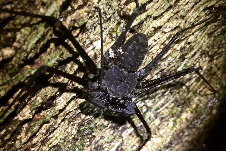 Close-up of a whip spider on a tree trunk during the Manuel Antonio Jungle Night Tour, showcasing its intricate details.