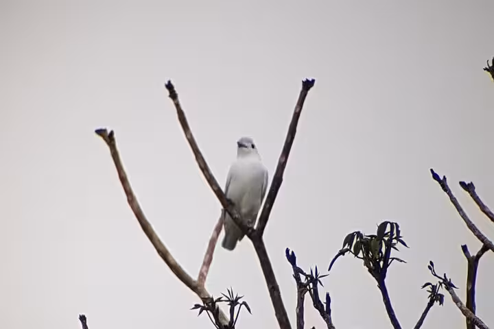 White bird perched on a bare tree against a clear sky, spotted during the Wildlife Safari Boat Tenorio bird watching tour.