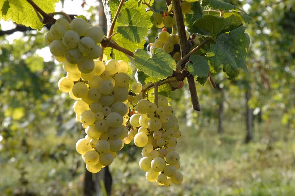 Sunlit white grape clusters in a Calabrian vineyard along the Krimisa e le origini del Vino Crotone wine route