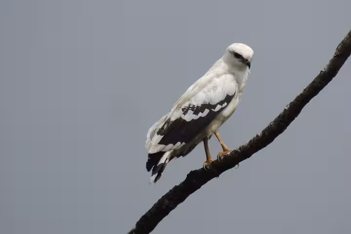 Elegant white hawk perched on a branch, perfect for bird enthusiasts on the Wildlife Safari Boat Tenorio tour.