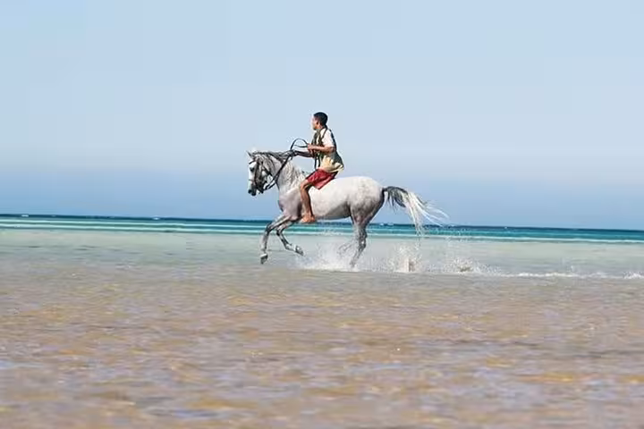 Rider galloping a white horse through shallow Red Sea water on Marsa Alam sunrise beach riding tour