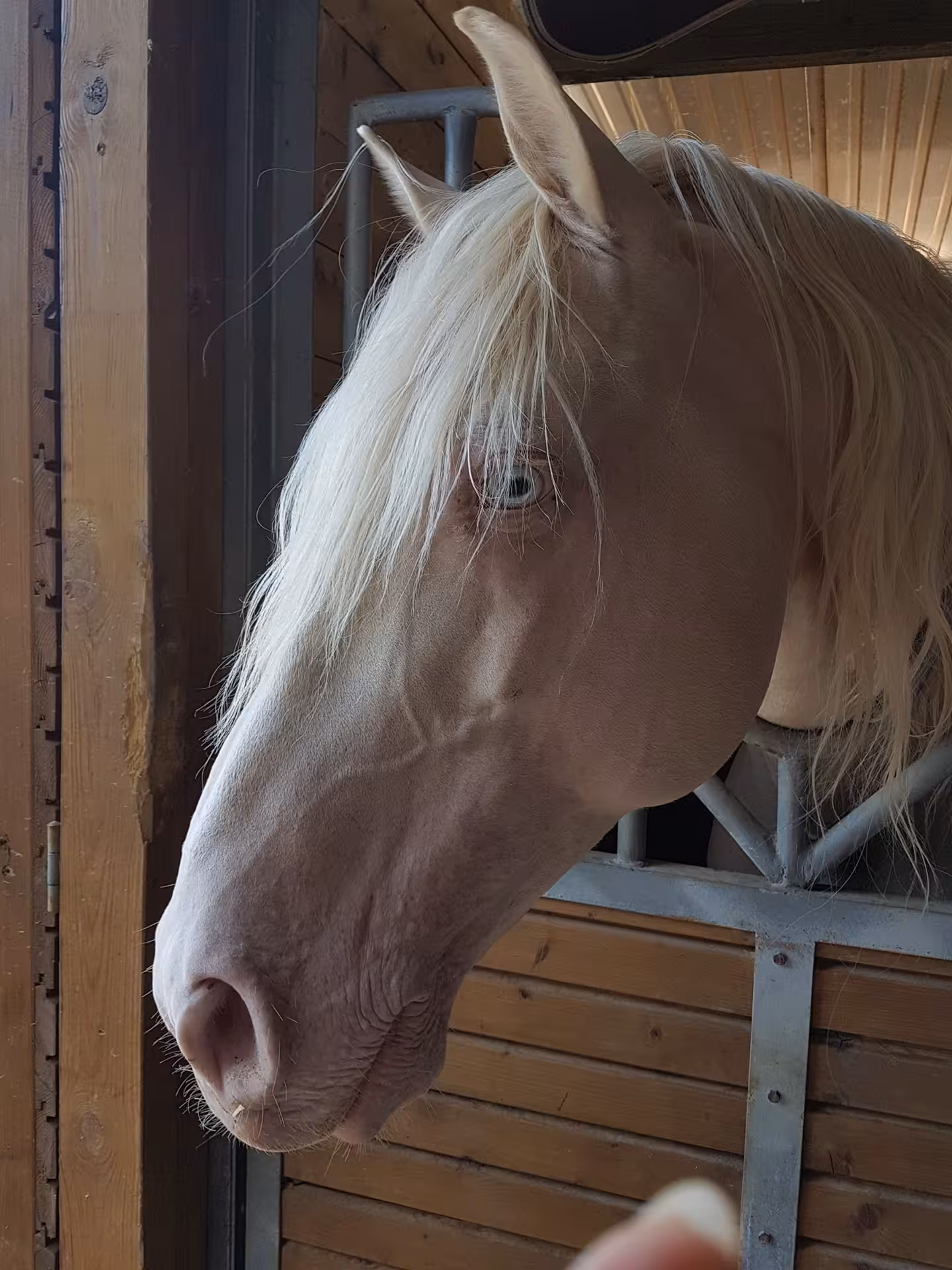 Close-up of a white horse with a flowing mane inside a stable at Lagoa Dos Salgados, Algarve.